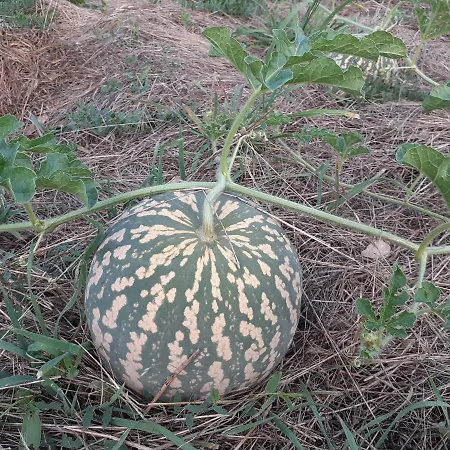 Tatil Evi La Metairie Basse Cayriech